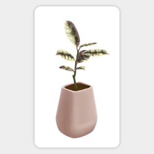 Ficus Tineke Magnet